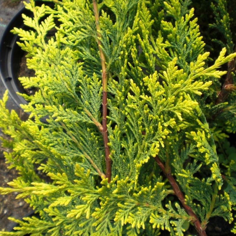 Chiparos leylandii Castlewelan Gold