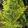 Chiparos leylandii Castlewelan Gold