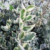 Ligustrum Argenteomarginatum