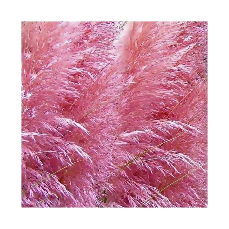 Iarba de Pampas Pene Roz