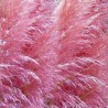 Iarba de Pampas Pene Roz