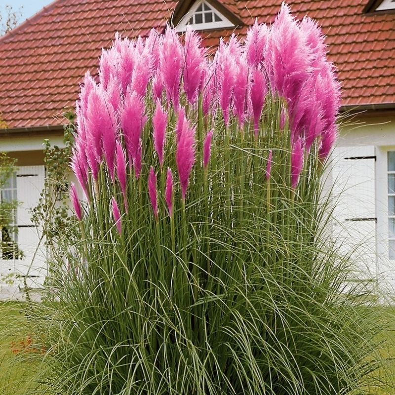 Iarba de Pampas Pene Roz