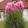 Iarba de Pampas Pene Roz